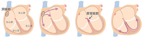 正常の心臓刺激伝導系